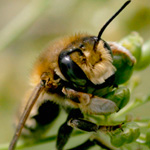Jarní kontrola včel